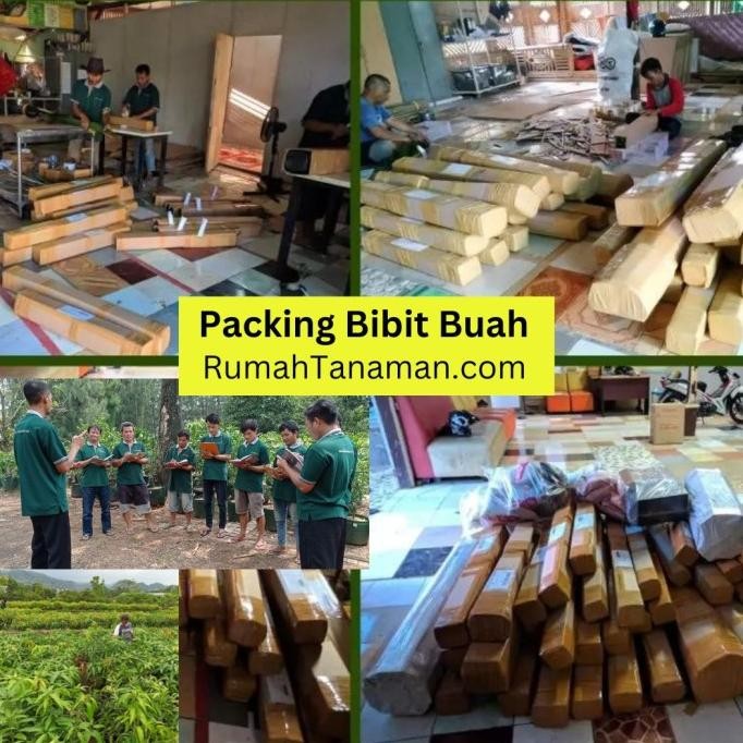 

[[ RASTASTR / BIBIT TANAMAN BUAH JERUK LEMON CALIFORNIA BEST SELLER