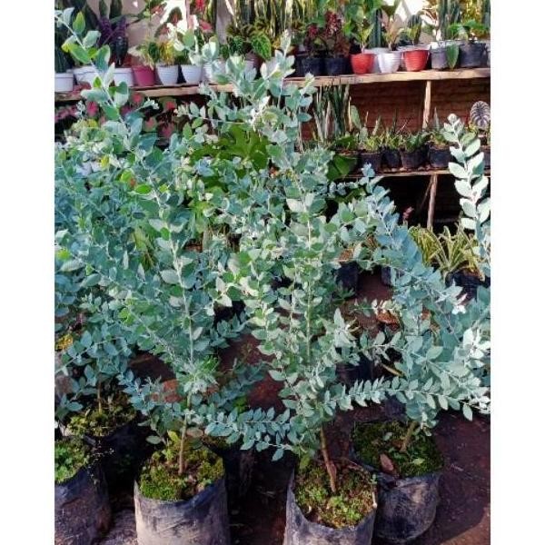 Tanaman Hias Silver Dollar - Bibit Tanaman Daun Memusa / Tanaman Eucalyptus Cinerea Silver Dekorasi