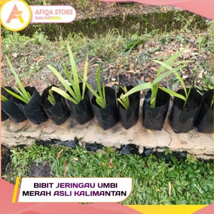 Terlaris BIBIT JERINGAU UMBI MERAH ASLI KALIMANTAN / Jeringau Tanaman Herbal