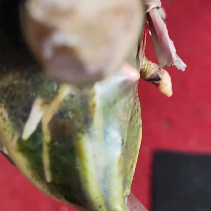 Bibit tanaman Mamey sapote 1 meter murah Indukan sudah buah