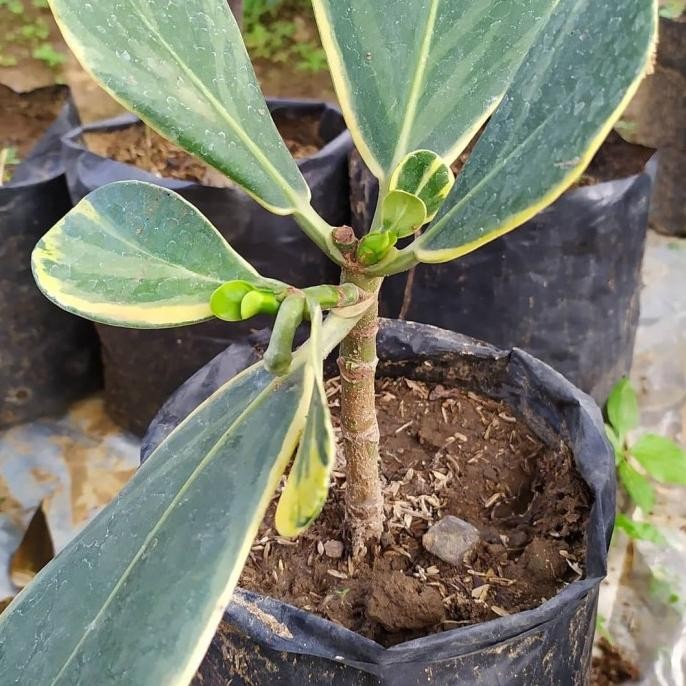 Bibit Tanaman Buah Manggis Putih Varigata