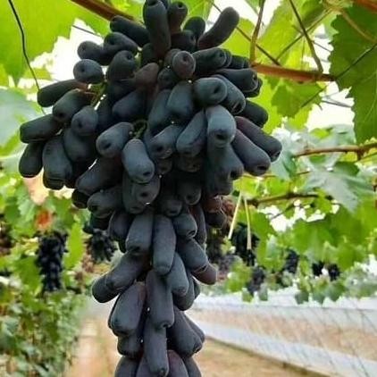 Bibit Tanaman Buah Anggur Moondrop