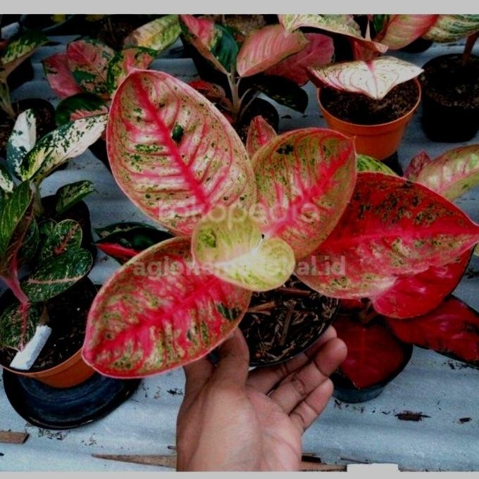 bibit tanaman hias aglonema legacy mangkok