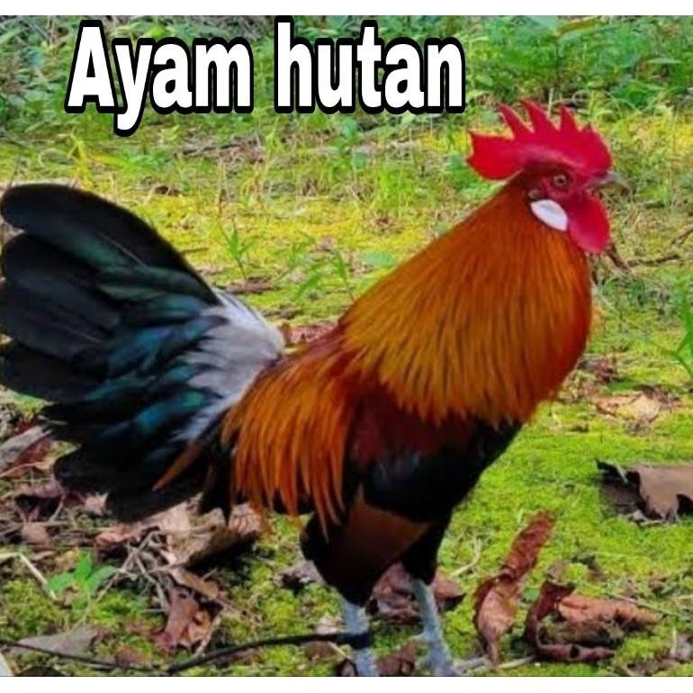 dvc-78 se-7 Tali Ayam Ahdan Tali Kaki Ayam Umbaran Murah Tali Jemur Ayam Ayam Jantan Aduan Panjang 1