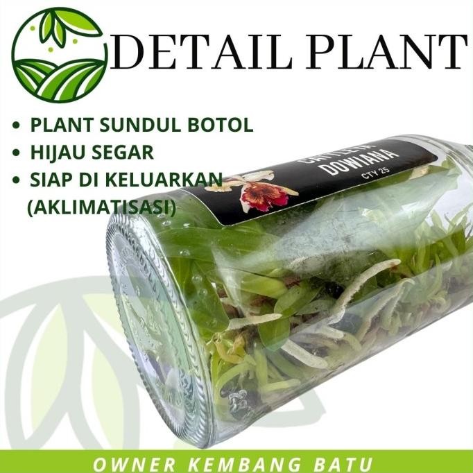 Bibit Anggrek Botol Cattleya DOWIANA Bunga Besar Wangi Tanaman Koleksi