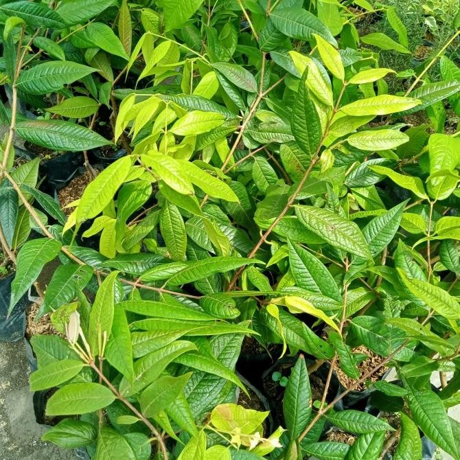 bibit tanaman anggur white jaboticaba anggur putih