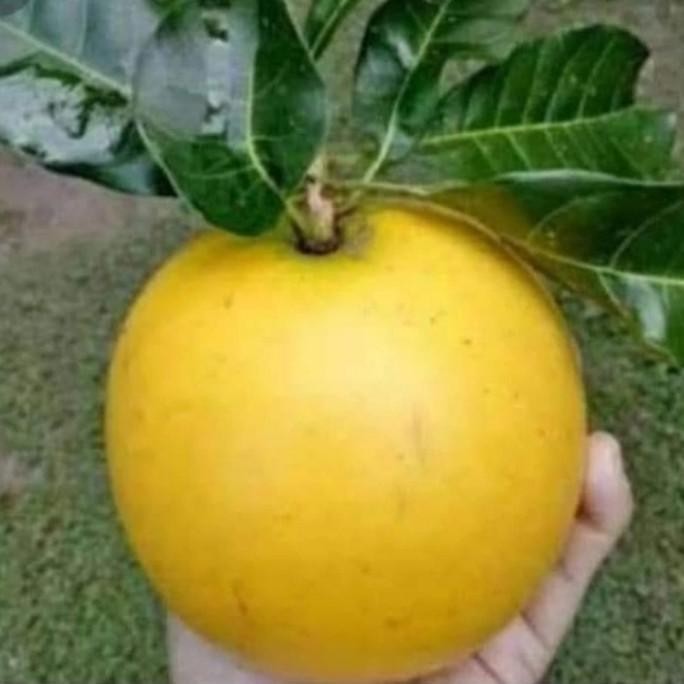 bibit tanaman sawo abiu jumbo sawo australia jumbo sambung susuh