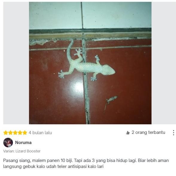 Murah Racak Herbal / Racun Cicak Oles Super Ampuh Grosir Murah Kiloan