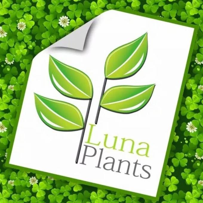 Aglonema Sultan Brunei / Tanaman Hias Aglonema Sultan Brunei Bibit