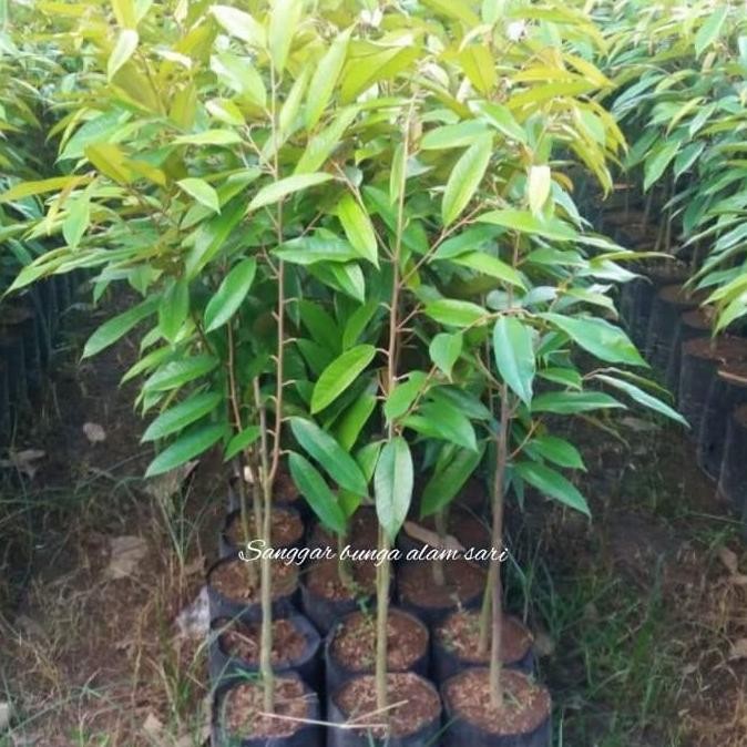 Tanaman Buah Durian Montong / Bibit Tanaman Buah Durian Montong