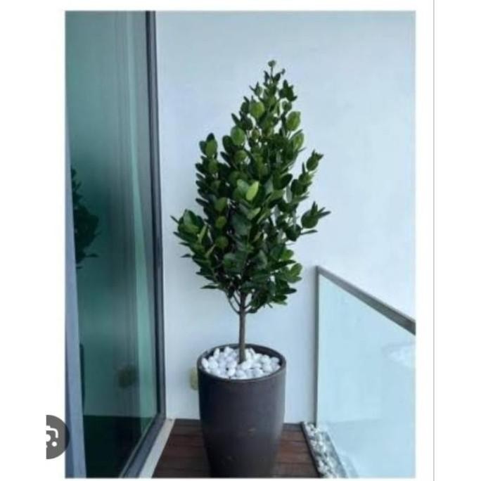 [BEST QUALITY] BIBIT TANAMAN FUKUGI GARCINIA SUBELLIPTICA TINGGI 1 METER UP