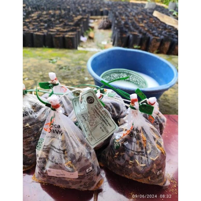 Benih kecambah sawit unggul DxP PPKS asli medan