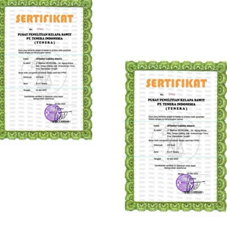 SAWIT BIBIT  SIMALUNGUN YANGAMBI TENERA