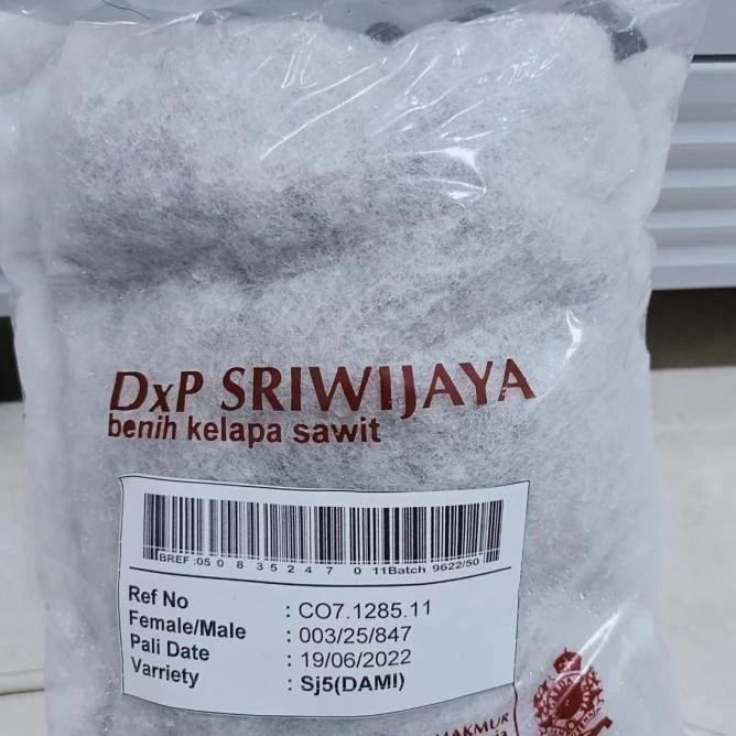 BENIH KECAMBAH POLONG BIBIT SAWIT SRIWIJAYA SJ 5 UNGGUL BERSERTIFIKAT BIBIT BENIH KECAMBAH SAWIT SRI