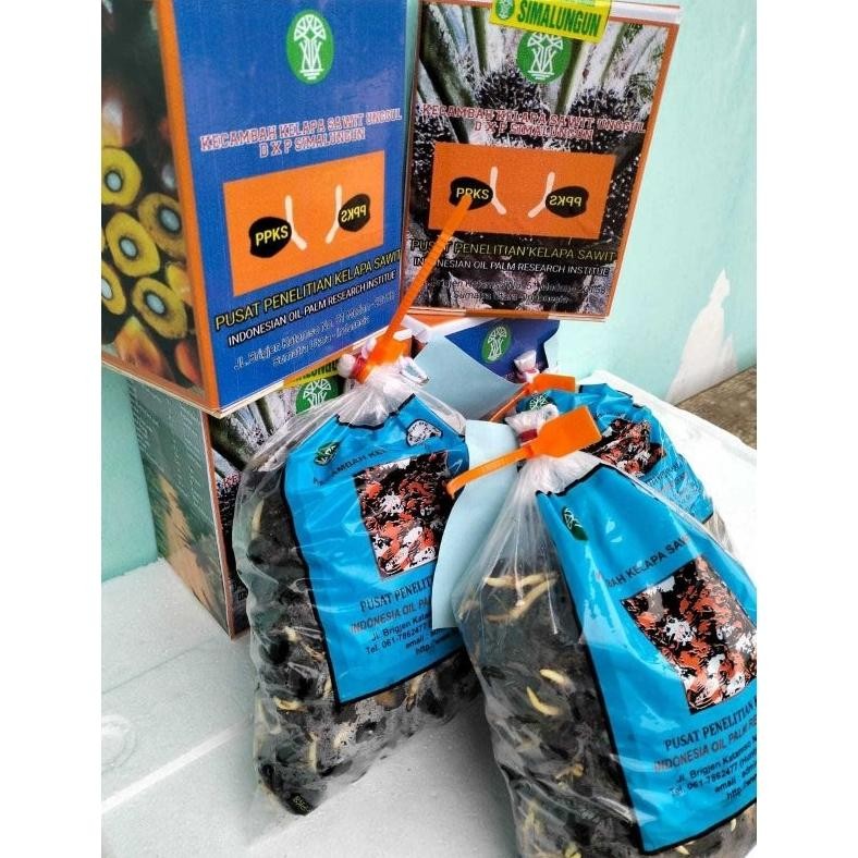 Bibit Kecambah Sawit PPKS DxP Yangambi