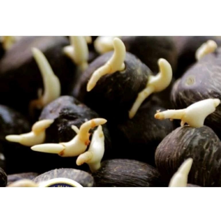 Bibit Benih Kecambah Kelapa Sawit DXP TN 1 (250 BUTIR)