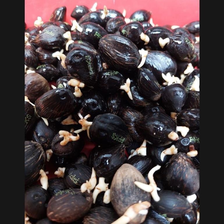 Eceran 5000/butir Benih Bibit kecambah sawit MAREHAT Dumpy asli Original