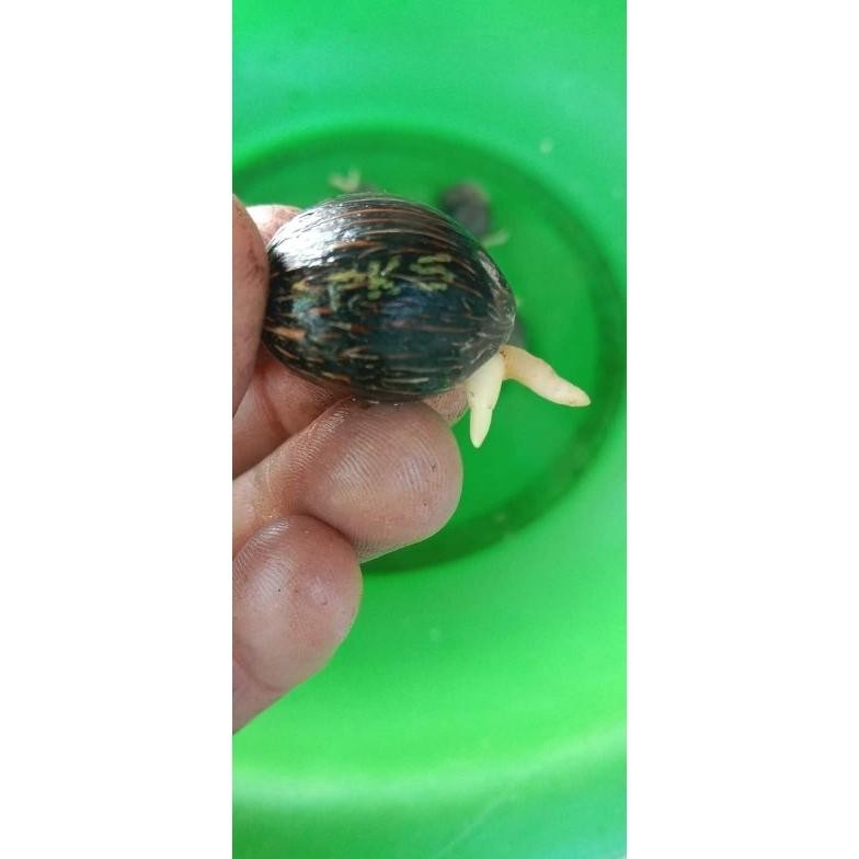 Bibit Benih Kecambah Sawit DXP PPKS TENERA (250 butir)