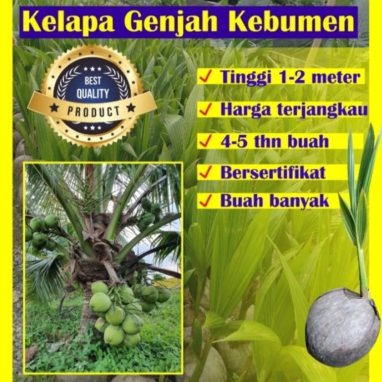 Bibit Kelapa Hijau (Genjah Entog) Asli Kebumen