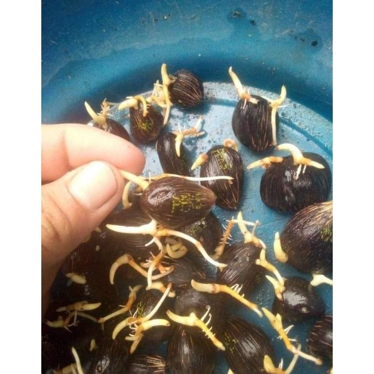 Bibit Benih Kecambah Sawit Ppks 540 Asli Medan (250 butir)