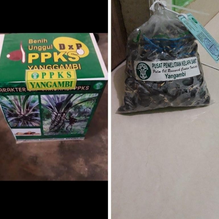 Bibit unggul kecambah sawit DXP YANGAMBI