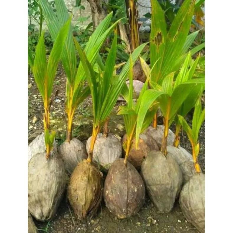 Bibit Kelapa Hibrida Kuning // Kelapa Hibrida Kuning Genjah Murah