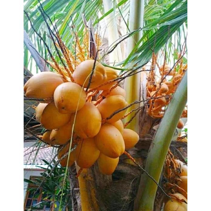 Bibit Kelapa Gading Oren Genjah Pendek Siap Berbuah Cepat