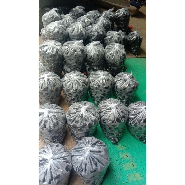 kecambah sawit dura super tanpa merek