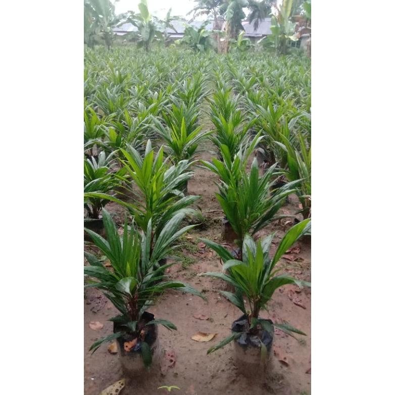 kecambah sawit tenera unggul isi 125 biji non lebel