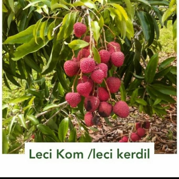 BIBIT TANAMAN BUAH LECI KOM UNGGUL HASIL CANGKOK CEPAT BERBUAH BARANG SUPER