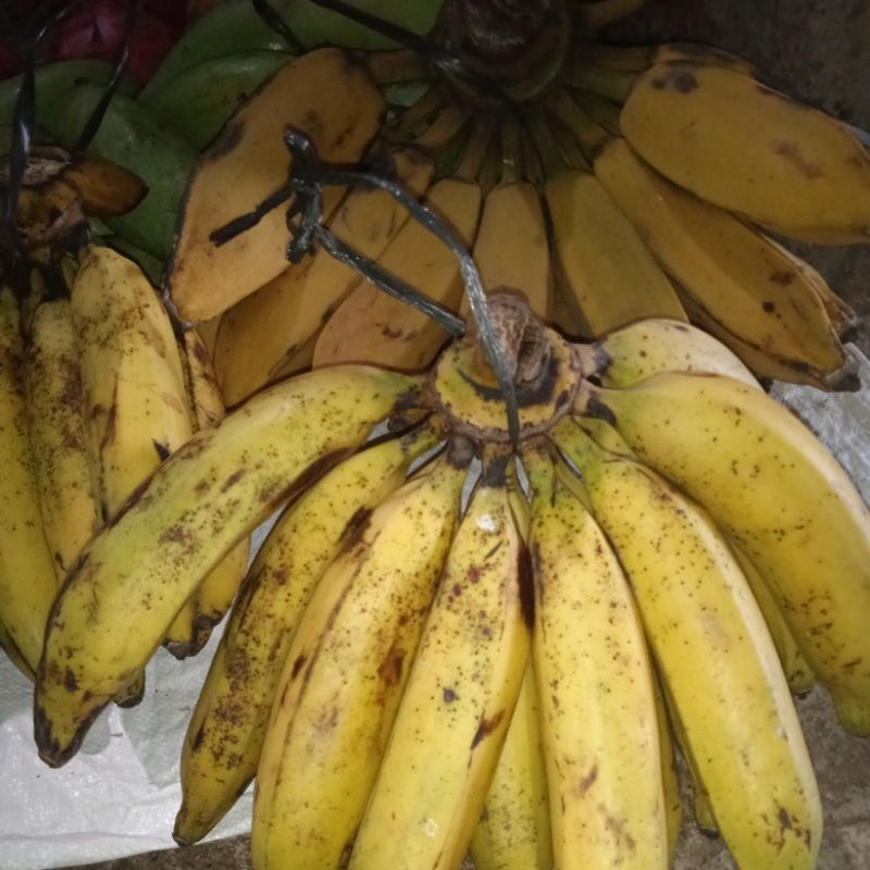 

Promo Pisang Kepok Satu Sisir | Buah Segar |Padat| Produk Unggul Berkualitas Medan