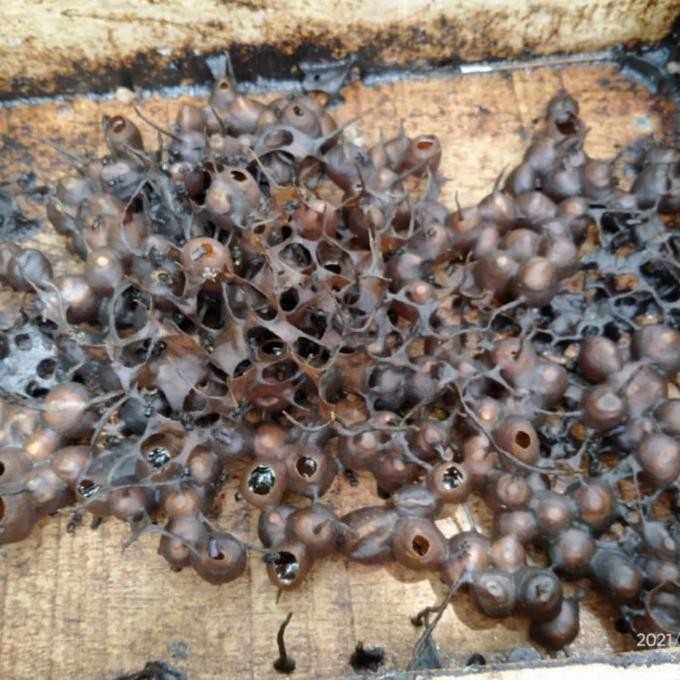 

Madu Klanceng Asli Murni Trigona 320Gram Terlaris