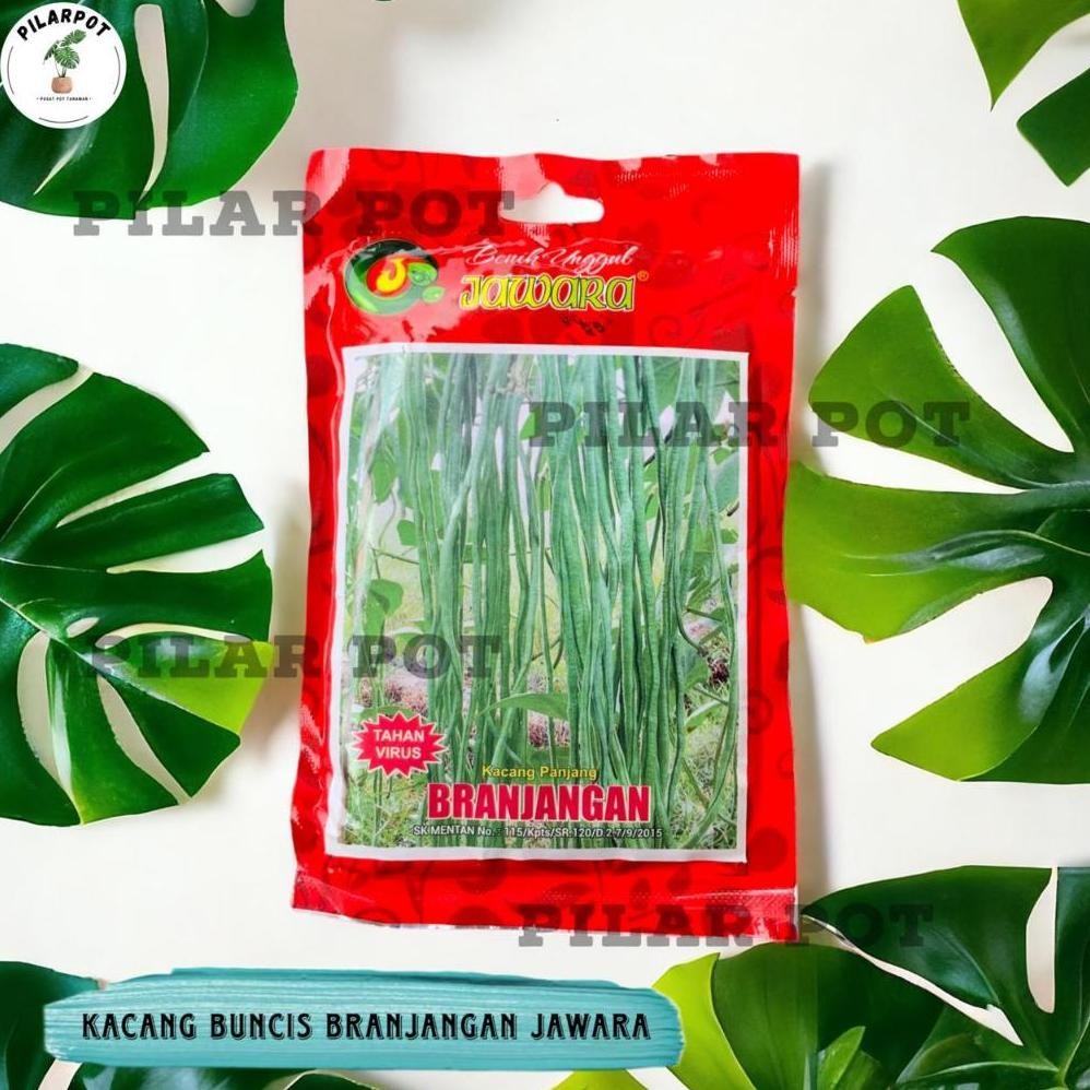Benih Bibit Kacang Panjang Branjangan Benih Unggul Jawara - KACANG PANJANG BRANJANGAN