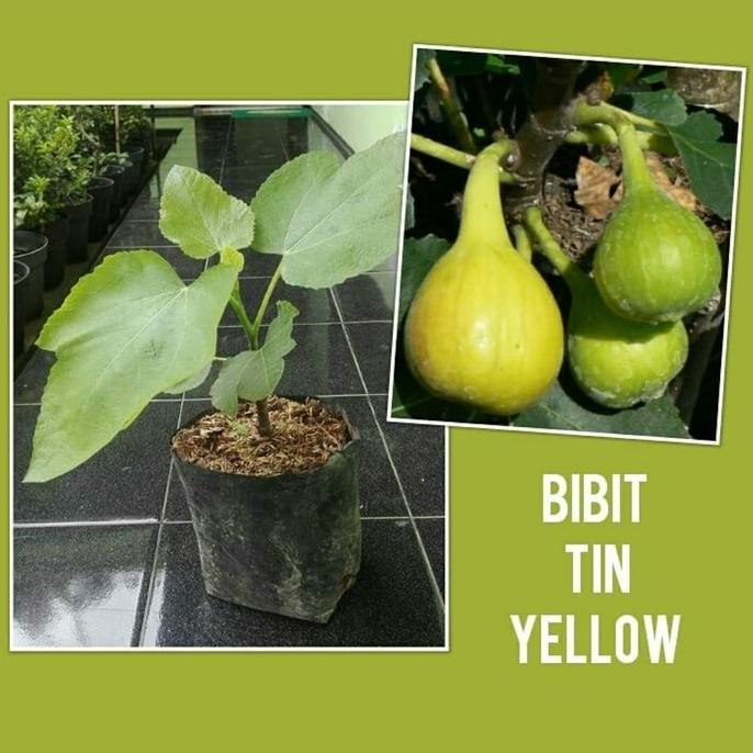 Bibit Tanaman Buah Tin Yellow-Bibit Buah Tin Kuning BARANG SUPER