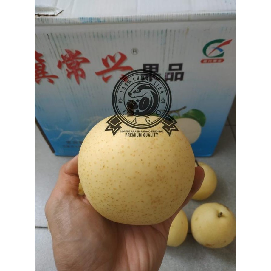 

Promo Buah Pear Pir Century Premium 1 Dus (17 Kg) Fresh Import