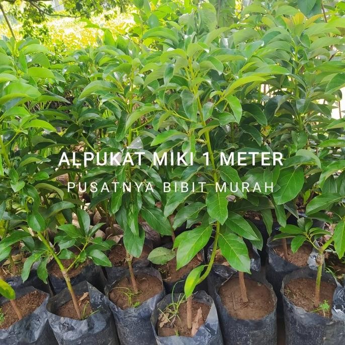 Bibit Tanaman Buah Alpukat Miki 1 Meter-Bibit Pohon Alpukat Miki BARANG SUPER