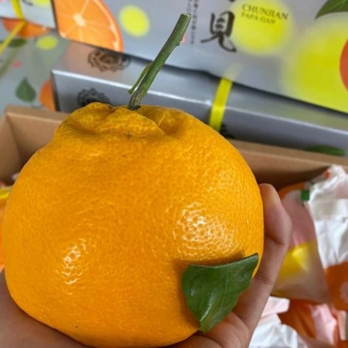 

Murah Jeruk Papagan Dekopon Chunjian Super Jumbo Xxxl / Box