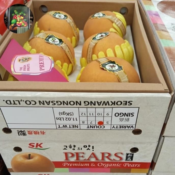 

Promo Buah Fresh Pear Singo Korea Asli Korea