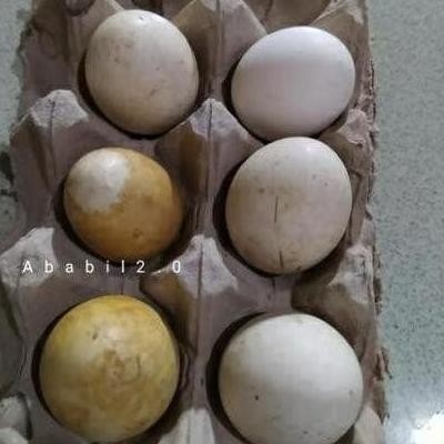 

TELUR TETAS BELIBIS VERTIL