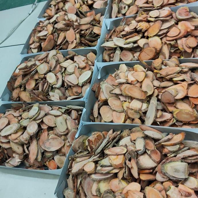 

Murah Tongkat Ali Asli Merah Kalimantan Super Ukuran L Gede 500 Gr