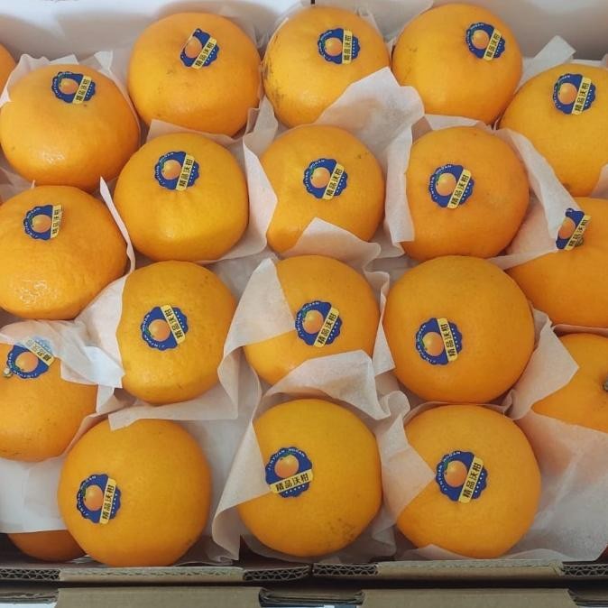 

Grosir Jeruk Wokam Premium Sweet Juicy 8.5 Kg / Dus