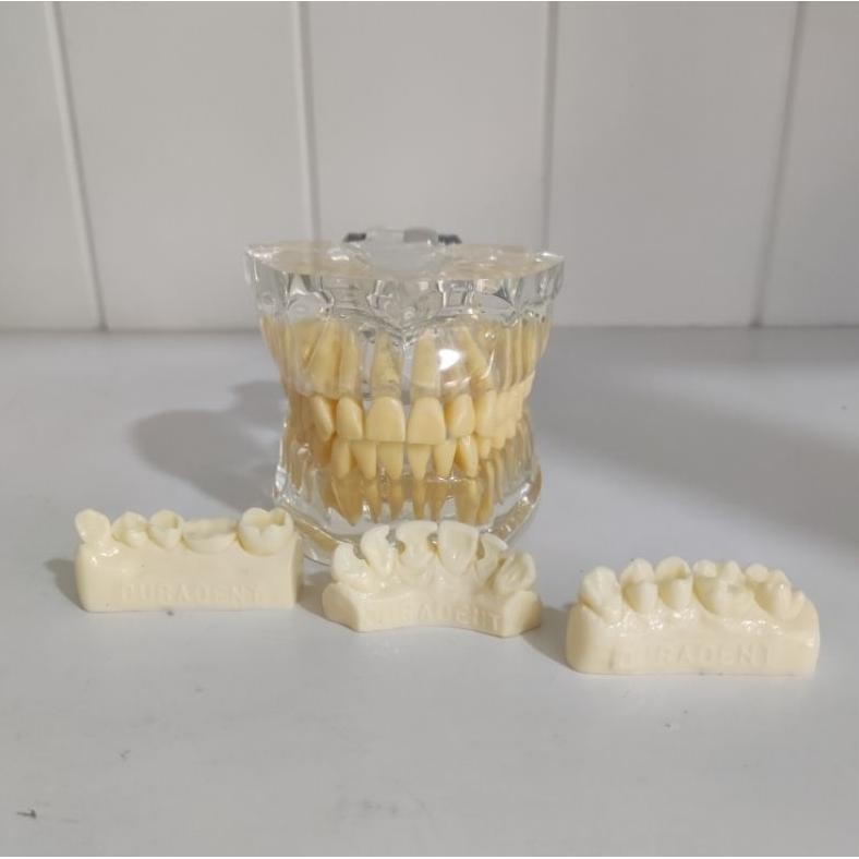 MARINA DURADENT MODEL GIGI DENTAL STUDY MODEL PHANTOM GIGI BISA DI LEPAS TRANSPARAN