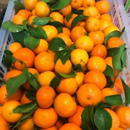 

Promo Jeruk Santang Daun Segar / Buah Segar & Fresh / 1 Kranjang