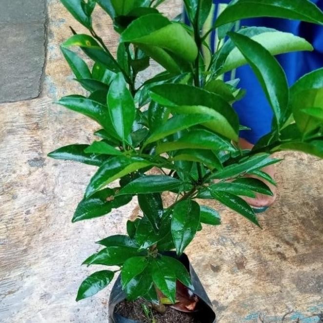 Bibit jeruk santang madu okulasi - tanaman buah jeruk santang madu Az