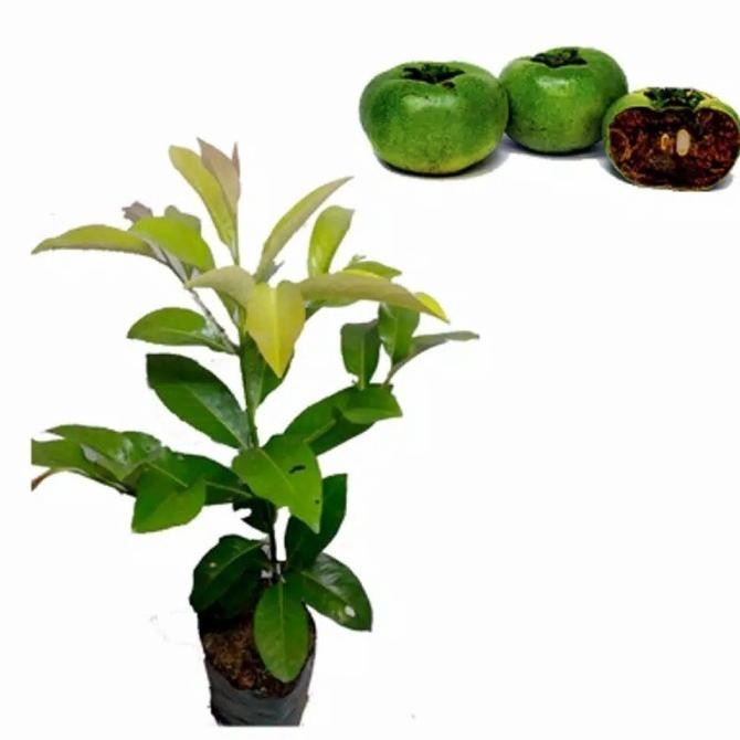 Terlaris Bibit tanaman sawo hitam/Pohon buah sao hitam/Sawo Black