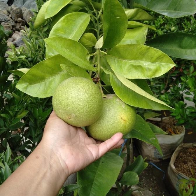 Terlaris pohon jeruk bali sudah Ada buah UNGGULAN