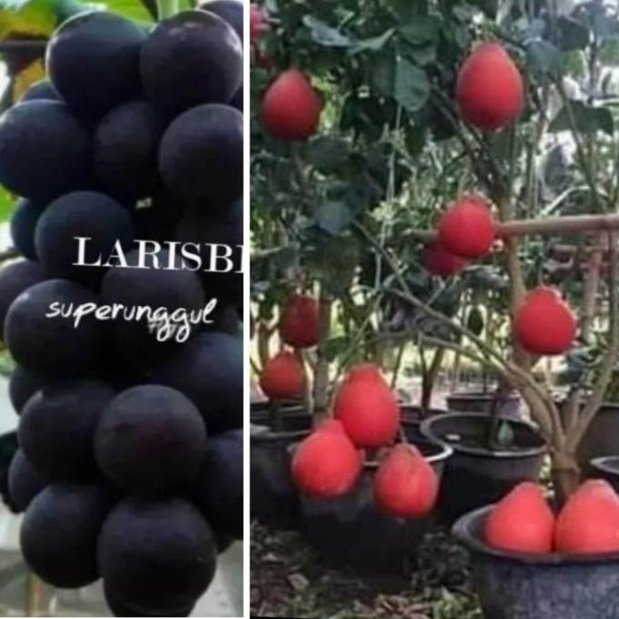Terlaris Bisa cod promo murah bibit Tanaman buah jeruk red pamelo