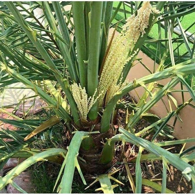 rest0ck bibit kurma kultur jaringan / pohon kurma TOPz