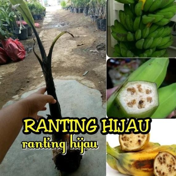 bibit buah pisang klutuk at pisang hitam klutuk hitam wulung ATX