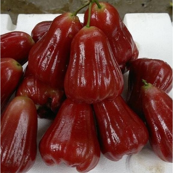 bibit tanaman buah jambu air citra khas demak TERLARIS 00222 NOW Aww